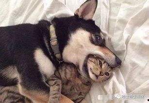 网红狗的训练爆料视频,萌宠成长背后的心酸与欢乐